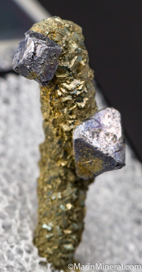 Galena on Pyrite stalactite from Sweetwater Mine, Reynolds Co., Missouri, USA [db_pics/pics/D474c.jpg]