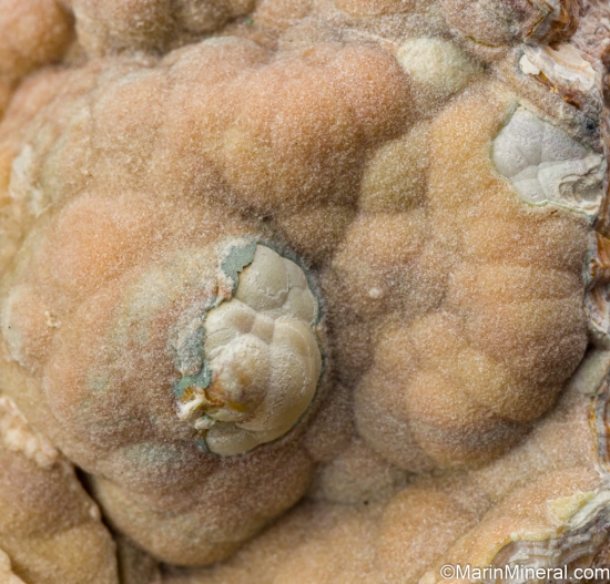 Wavellite from Fort Lismeenagh, Shanagolden, Co. Limerick, Ireland [db_pics/pics/SV517e.jpg]