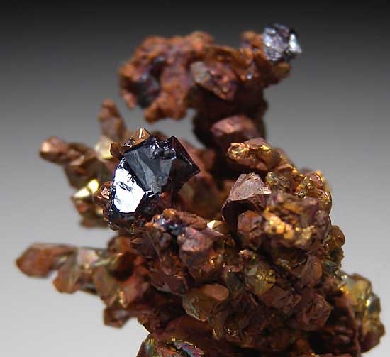 Cuprite on Copper from Rubtsovskiy Mine, Altayskiy Kray, Siberia, Russia [db_pics/pics/e579c.jpg]