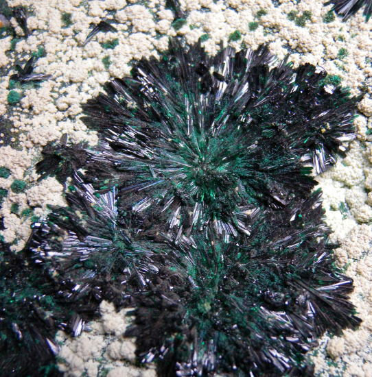 Atacamite from La Farola Mine, Copiapo, Chile [db_pics/pics/fm396d.jpg]