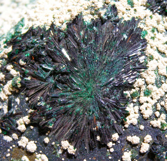 Atacamite from La Farola Mine, Copiapo, Chile [db_pics/pics/fm396e.jpg]