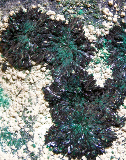 Atacamite from La Farola Mine, Copiapo, Chile [db_pics/pics/fm396f.jpg]