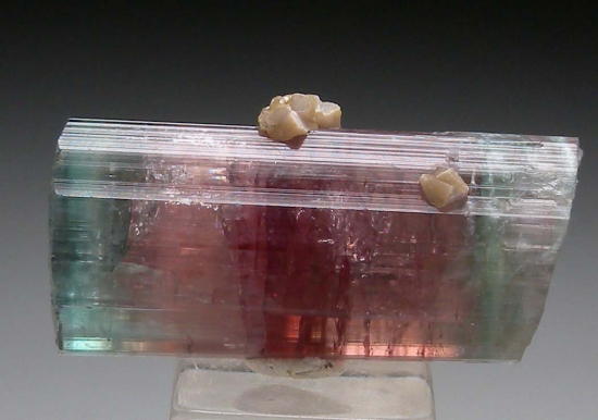 Tourmaline from Sapo Mine, Minas Gerais, Brazil [db_pics/pics/p306c.jpg]