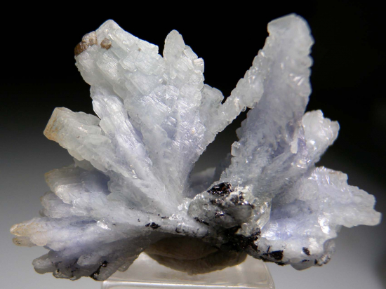 Prehnite after Tanzanite from Merelani Hills, Arusha, Tanzania [db_pics/pics/p308b.jpg]