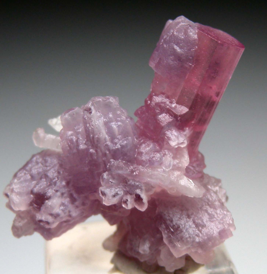Tourmaline with Lepidolite from Himalaya Mine, Mesa Grande, San Diego Co., California, USA [db_pics/pics/p357d.jpg]