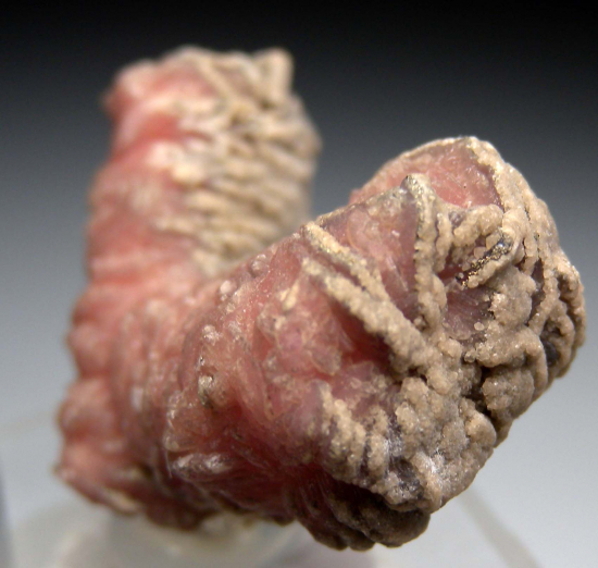 Rhodochrosite stalactite from Capillitas Mine, Catamarca Prov., Argentina [db_pics/pics/p539b.jpg]