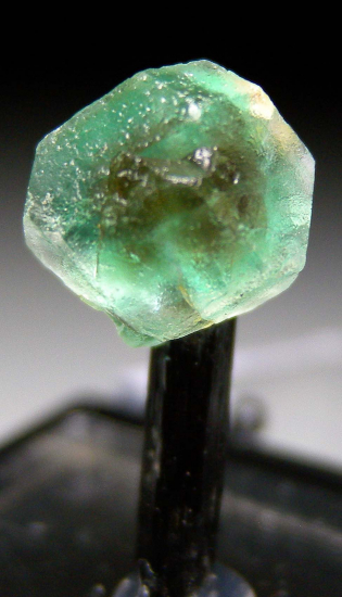 Fluorite on Schorl from Lollipop Pocket, Erongo Mtns., Namibia [db_pics/pics/p717a.jpg]