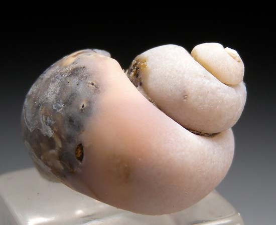 Rhodochrosite after snail from Kertch, Crimea, Ukraine [db_pics/pics/t592b.jpg]