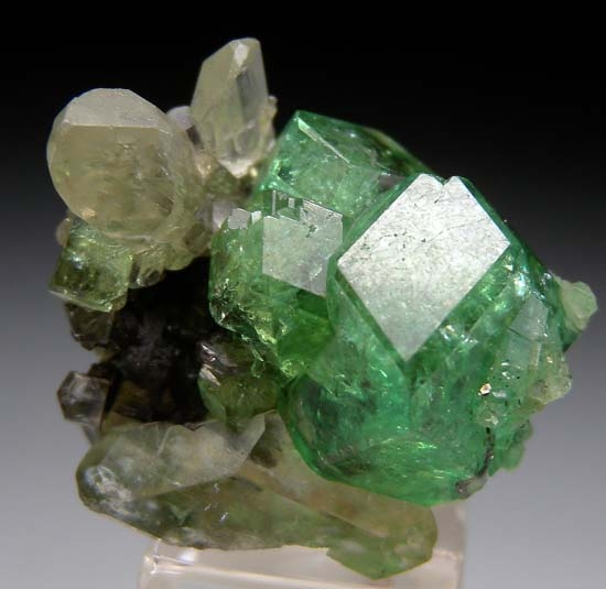 Tsavorite with Diopside on Graphite from Merelani Hills, Arusha, Tanzania [db_pics/pics/t620a.jpg]