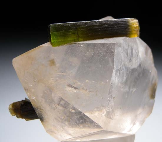 Tourmaline on Quartz from Stak Nala, Skardu, Pakistan [db_pics/pics/t861e.jpg]