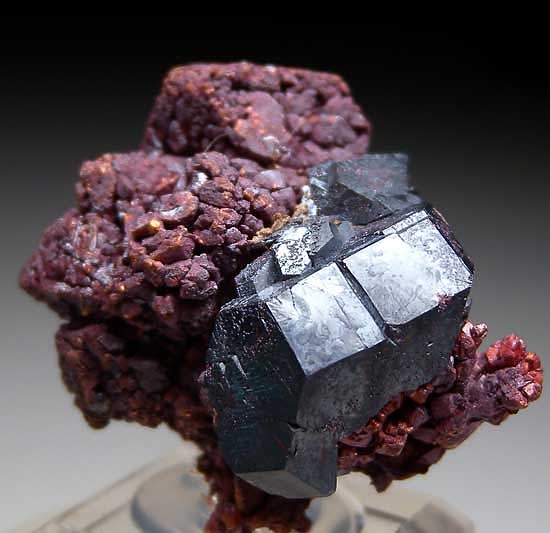 Cuprite on Copper from Poteryaevskoe Mine, Rubtsovskoe Deposit, Western Siberia, Russia [db_pics/pics/tu76b.jpg]